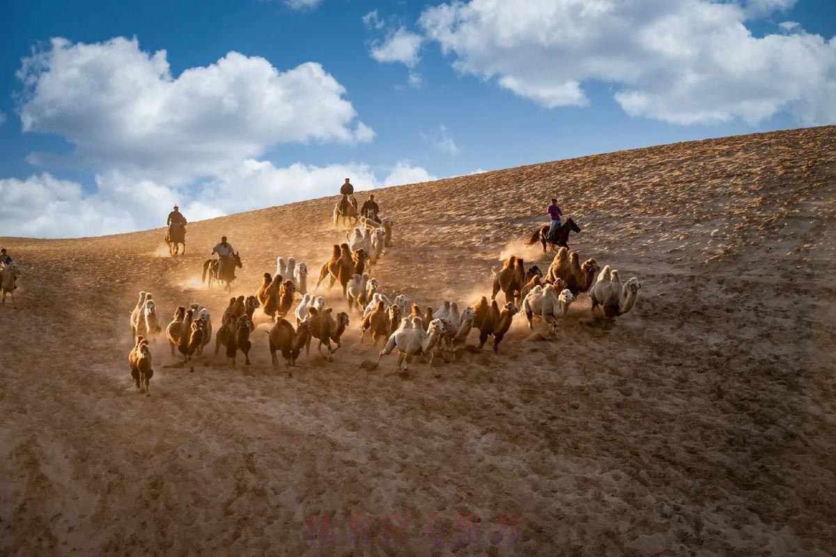 骆驼群“抢戏” 布拉贝克“战术”成功